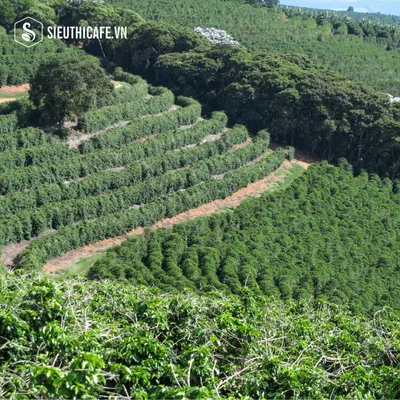 BLAGU Roasted Bean Brazil - 250g