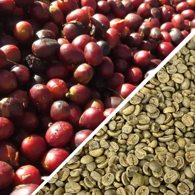 BLAGU Roasted Bean Brazil - 250g