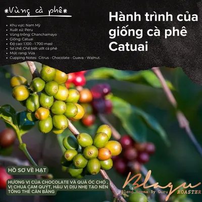 BLAGU Roasted Bean Peru Chanchamayo - Medium Roast -250g