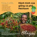 Ethiopia Guji Hambela Wamena Akrabi - Blagu Roasted bean 100g 7