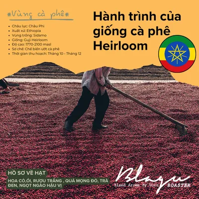 BLAGU Roasted bean ETHIOPIA W.YIRGACHEFFE - 250g