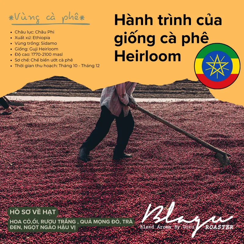 BLAGU Roasted bean ETHIOPIA W.YIRGACHEFFE - 250g