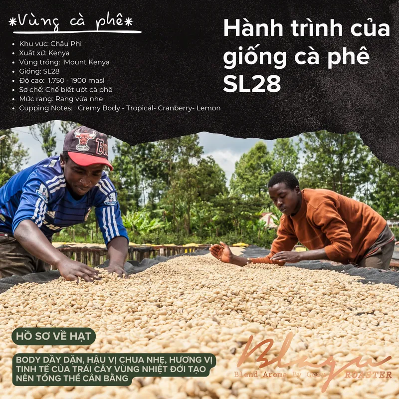 [Premium] BLAGU Roasted Bean Kenya AA Plus - 250g