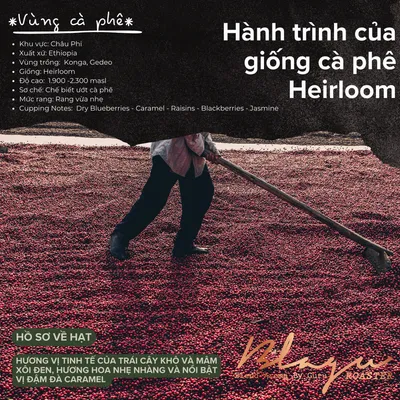 [Premium] BLAGU Roasted Bean Ethiopia Yirgacheffe Konga - 250g