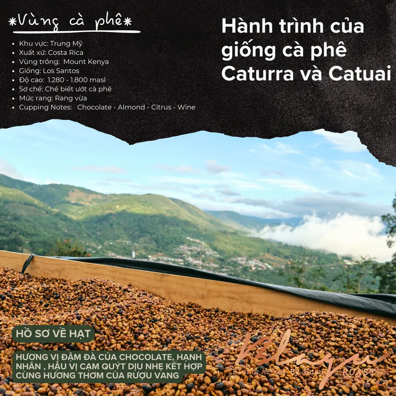 [Premium] BLAGU Roasted Bean Costa Rica Los Santos - 250g