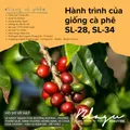 BLAGU Coffee Roasted Beans Kenya Nyeri Chiga – Light Medium Roast – 250g 10