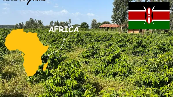 Kenya — Vương Miện Cà Phê Châu Phi
