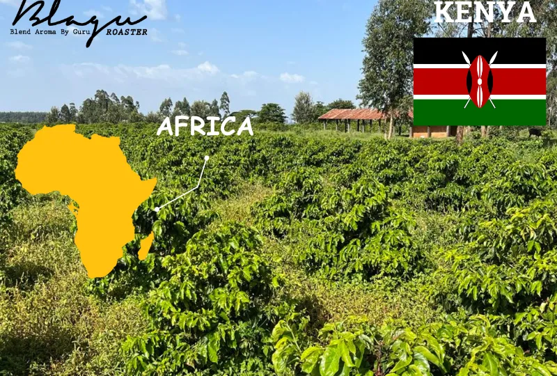 Kenya — Vương Miện Cà Phê Châu Phi
