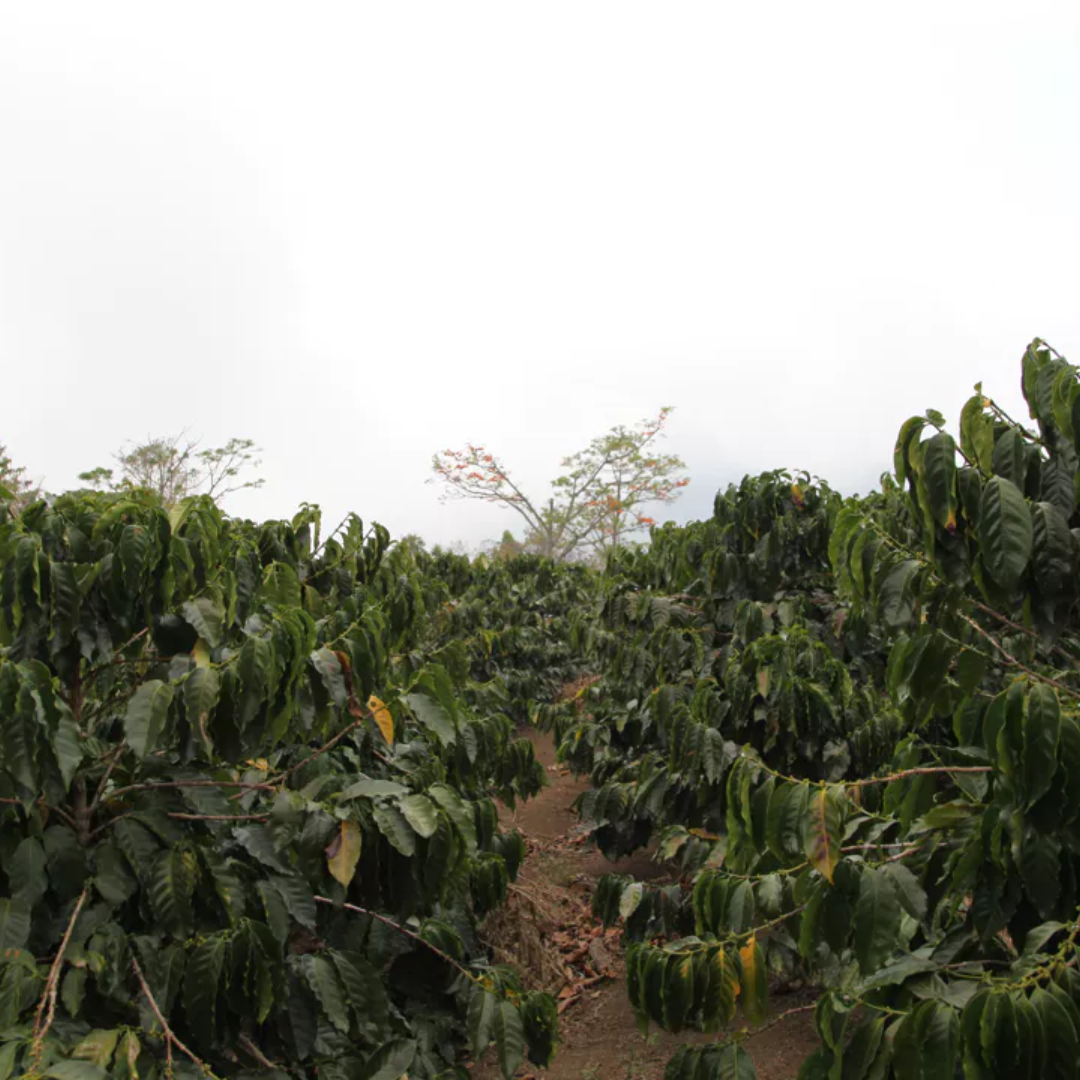 Costa Rica Los Santos