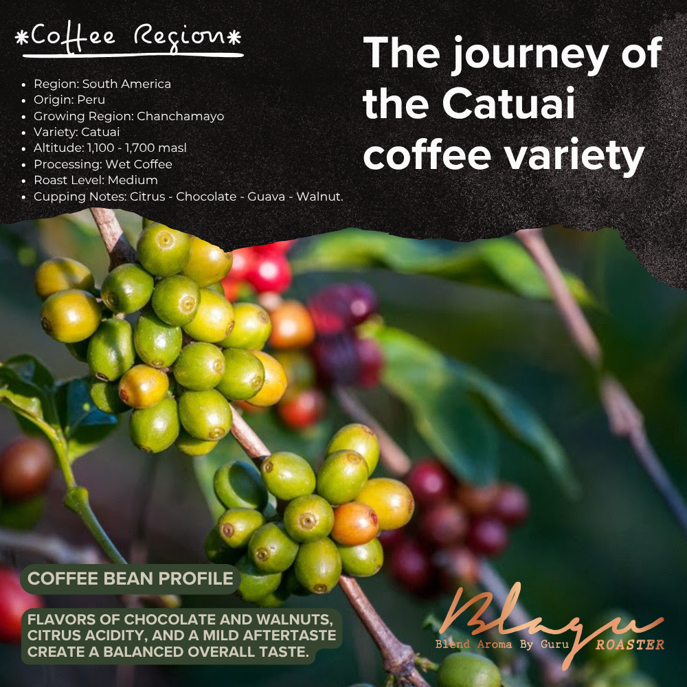 Cao cấp Hạt rang BLAGU Peru Chanchamayo