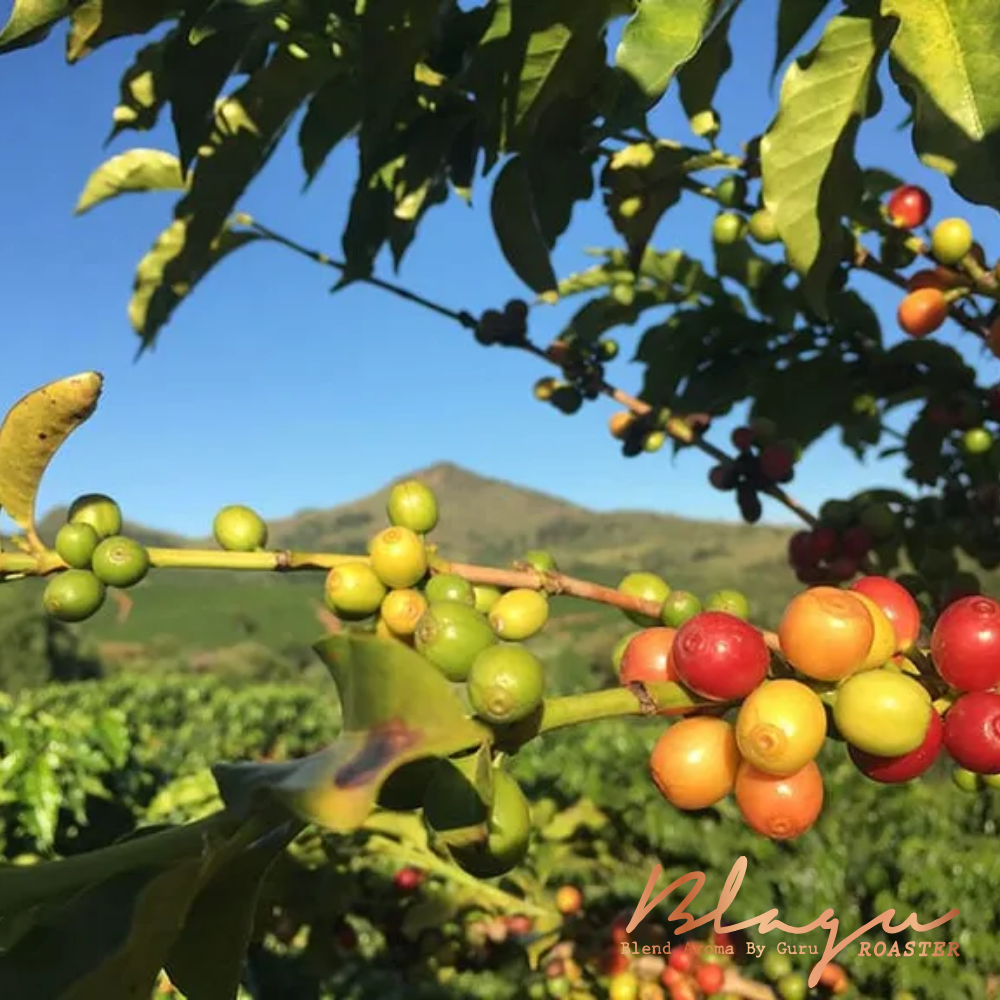 Premium BLAGU Hạt rang Peru Chanchamayo