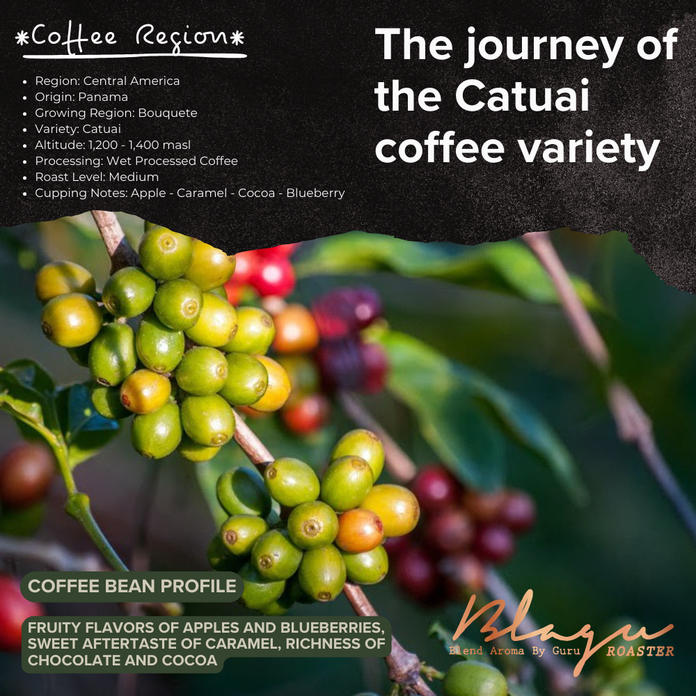 Premium BLAGU Roasted Bean Panama Boquete