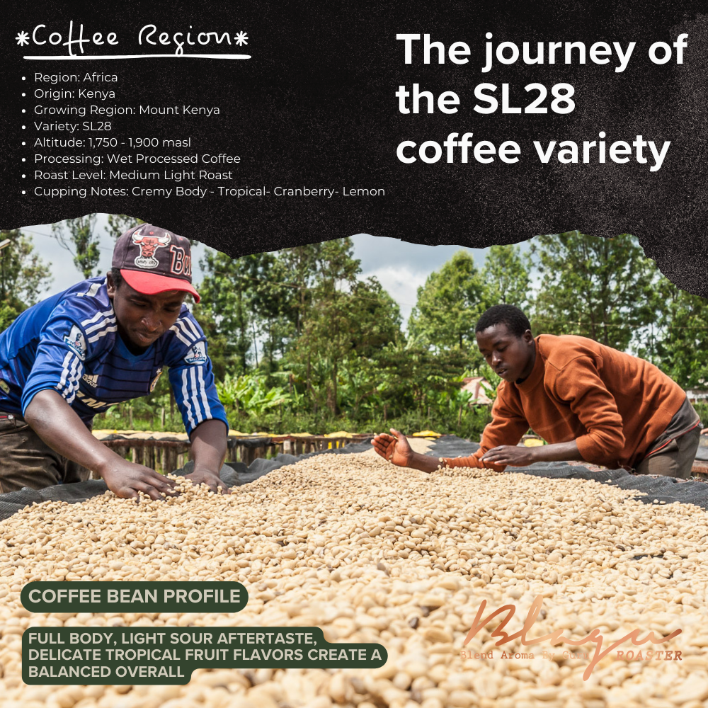 Cao Cấp Hạt Rang BLAGU Kenya AA Plus