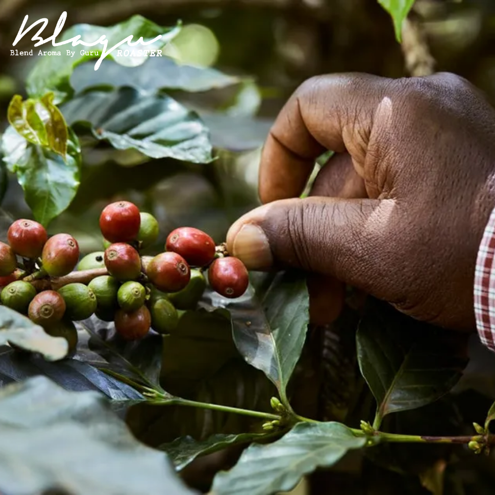 Hạt cà phê rang BLAGU Kenya AA Plus