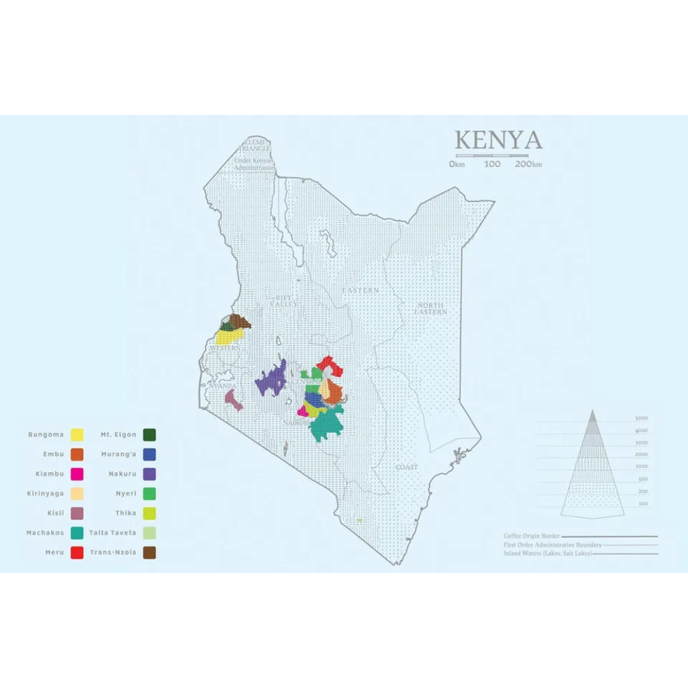 BLAGU Roasted Bean Kenya AA Plus