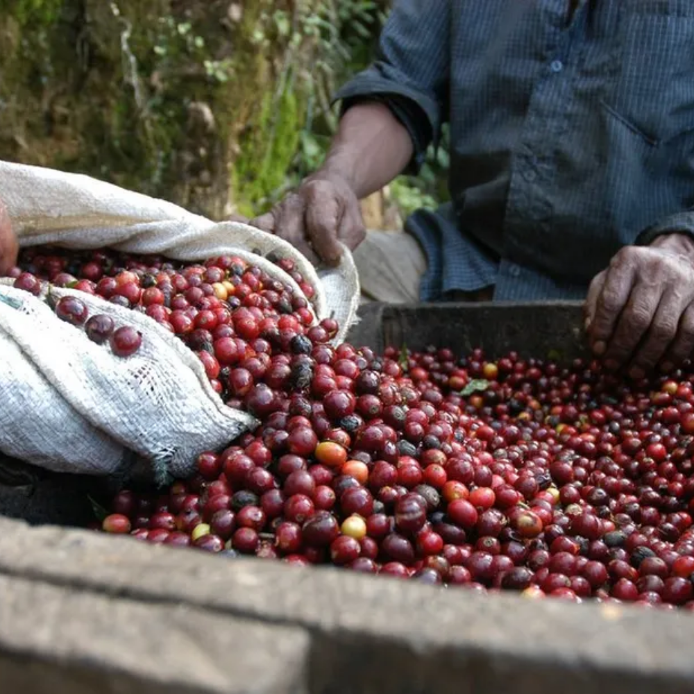 BLAGU Roasted Bean Kenya AA Plus