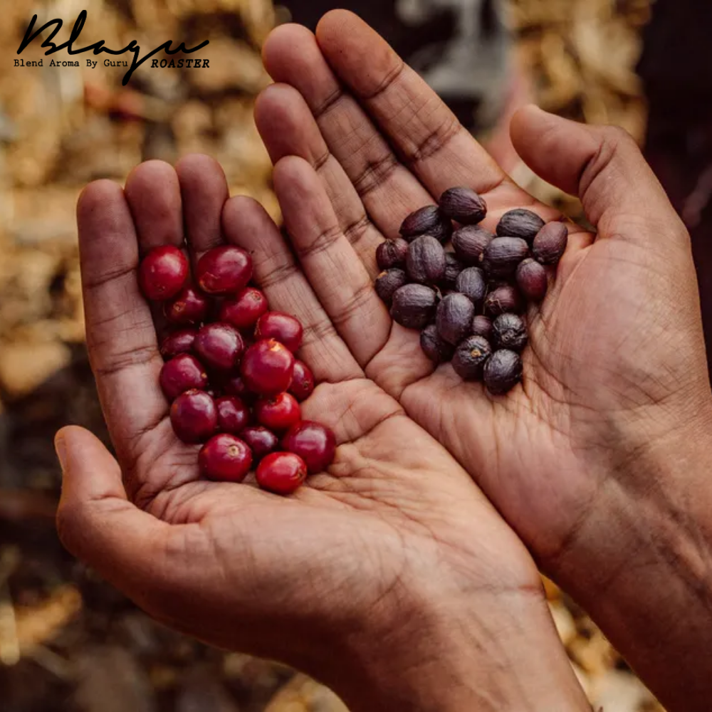 Hạt cà phê rang BLAGU Ethiopia Yirgacheffe Konga