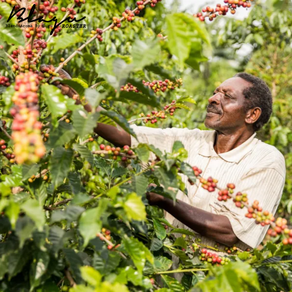 Hạt cà phê rang BLAGU Ethiopia Yirgacheffe Konga