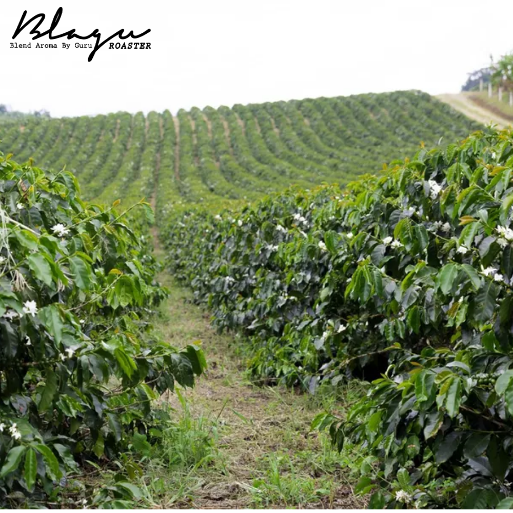 Hạt cà phê rang BLAGU Ethiopia Yirgacheffe Konga