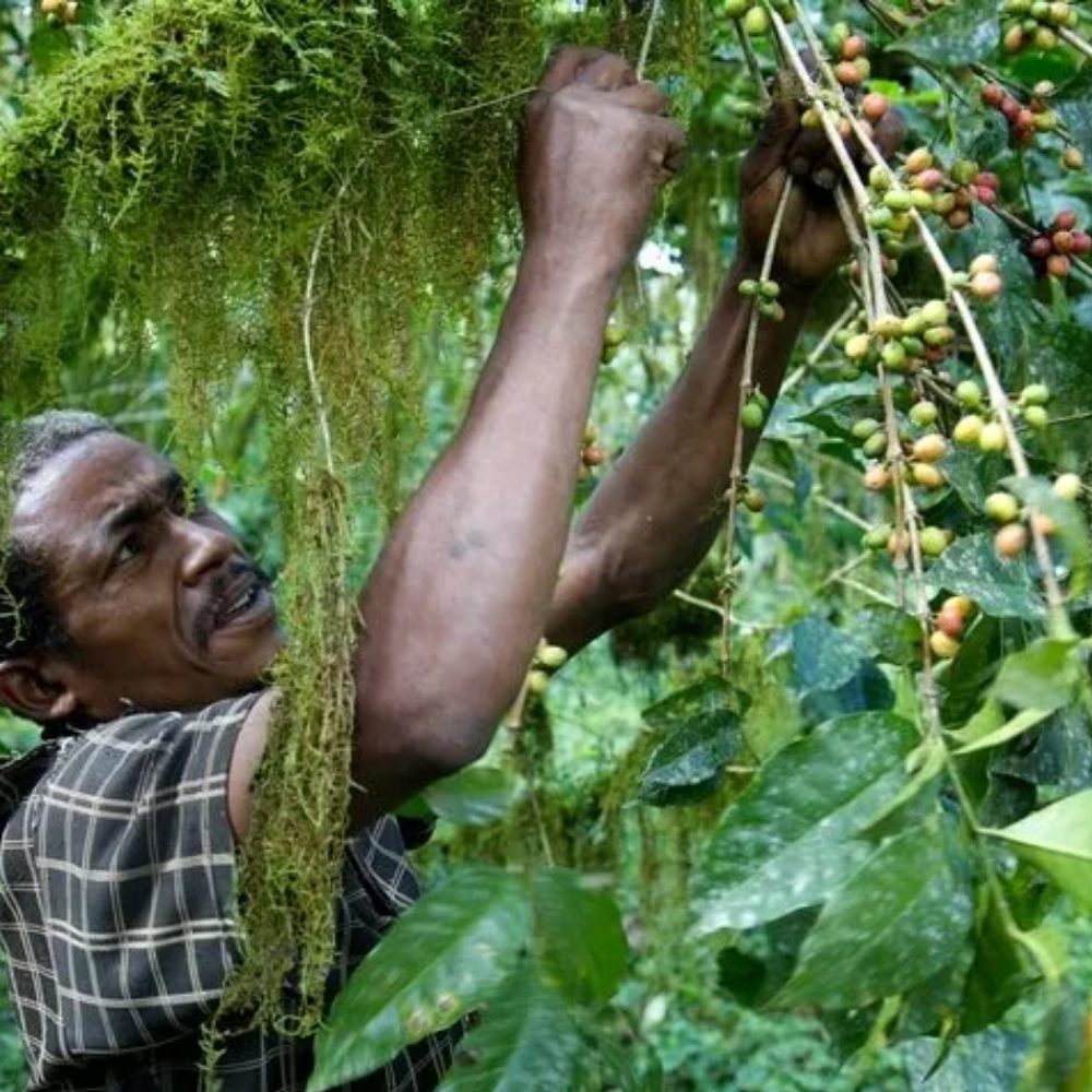 BLAGU Hạt Rang Ethiopia Yirgacheffe Konga