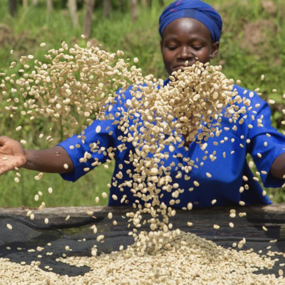 BLAGU Hạt Rang Ethiopia Yirgacheffe Konga