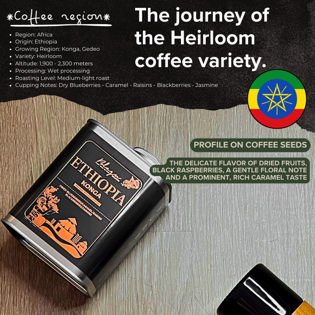 Premium BLAGU Hạt Rang Ethiopia Yirgacheffe Konga - 250g